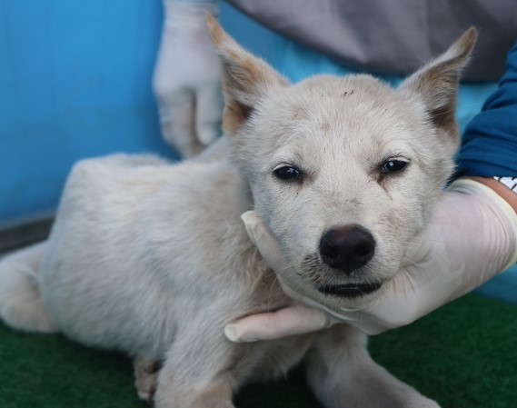 보호중 믹스견의 가…